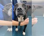 Small American Bulldog Mix