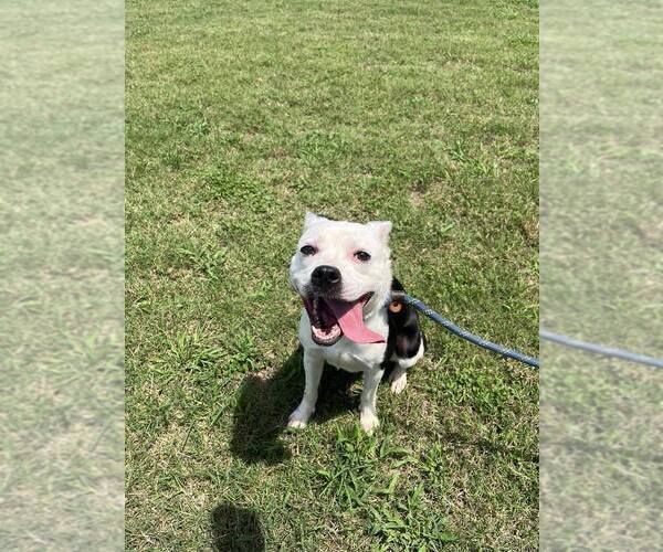 Medium Photo #2 Mutt Puppy For Sale in Abbeville, LA, USA
