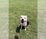 Small #1 Mutt