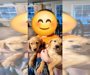 Labrador Retriever Puppy for sale in WEIPPE, ID, USA