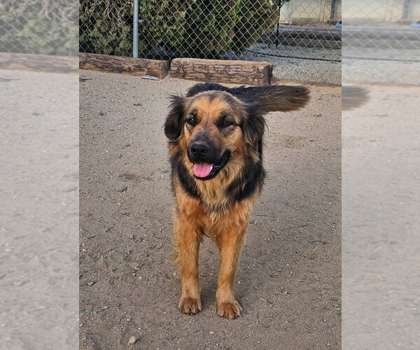 Medium Photo #8 Mutt Puppy For Sale in Lake Forest, CA, USA