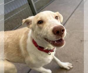Labrador Retriever-Unknown Mix Dogs for adoption in Martinez, CA, USA