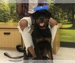 Small #10 Rottweiler