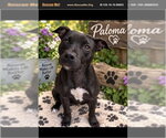 Paloma - Female Mutt Dog for Adoption - Small photo
