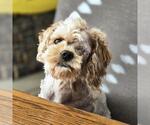 Small #6 Poodle (Miniature) Mix
