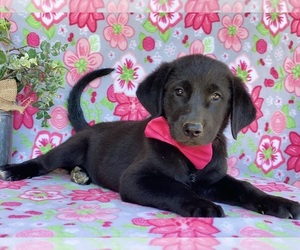 Anatolian Shepherd-Golden Retriever Mix Puppy for sale in LANCASTER, PA, USA
