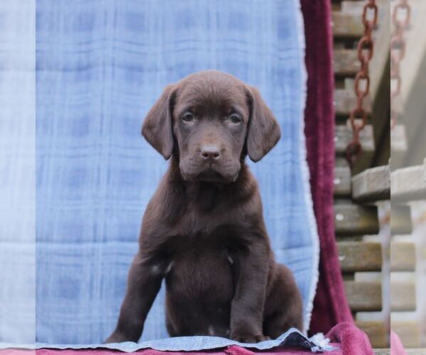 Medium Photo #2 Labrador Retriever Puppy For Sale in ELLIOTTSBURG, PA, USA