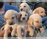 Small #3 Labrador Retriever