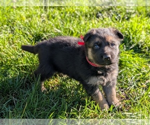 German Shepherd Dog Puppy for sale in OAK GROVE, OR, USA