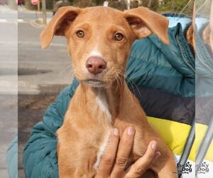 Labrador Retriever-Unknown Mix Dogs for adoption in Washington, DC, USA
