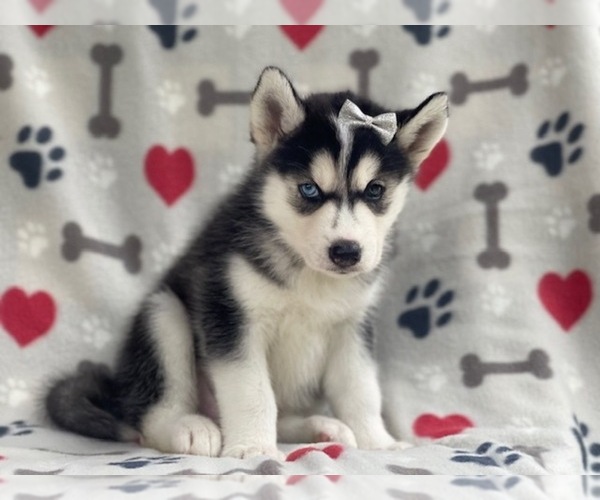 Medium Photo #4 Siberian Husky Puppy For Sale in LAKELAND, FL, USA