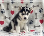 Small Photo #4 Siberian Husky Puppy For Sale in LAKELAND, FL, USA
