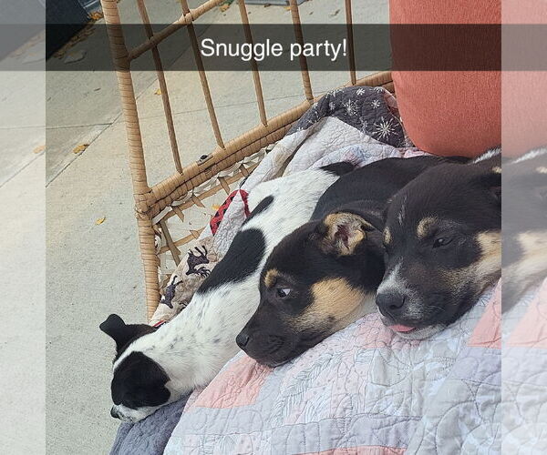Medium Photo #14 American Pit Bull Terrier-Unknown Mix Puppy For Sale in Fargo, ND, USA