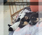 Small #13 American Pit Bull Terrier Mix