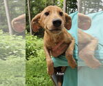 Small #1 Mutt