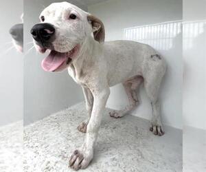 Mutt Dogs for adoption in Houston, TX, USA