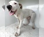 A663121 - Male Mutt Dog for Adoption - Small photo