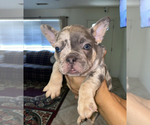 Puppy 2 French Bulldog