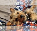 Small Photo #7 Yorkshire Terrier Puppy For Sale in WHITTIER, CA, USA