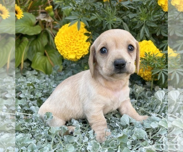 Medium Photo #3 Dachshund Puppy For Sale in FREDONIA, PA, USA