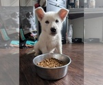 Puppy Jaehareys Green Alaskan Malamute-German Shepherd Dog Mix