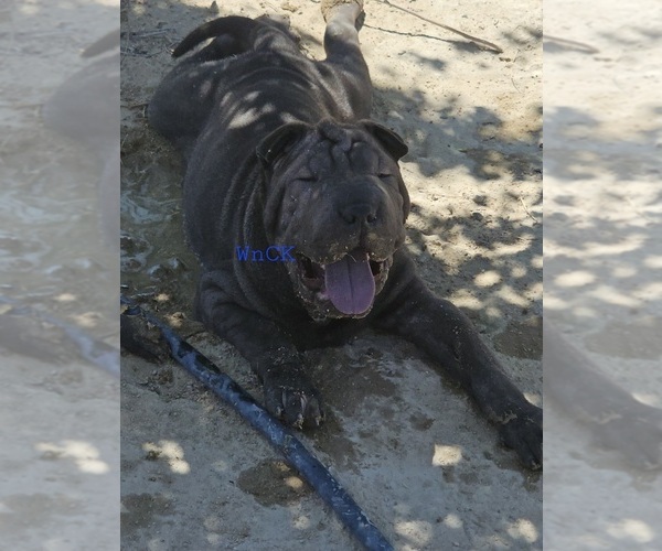 Medium Photo #3 Chinese Shar-Pei Puppy For Sale in LUCERNE VALLEY, CA, USA