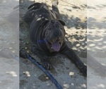 Small #2 Chinese Shar-Pei