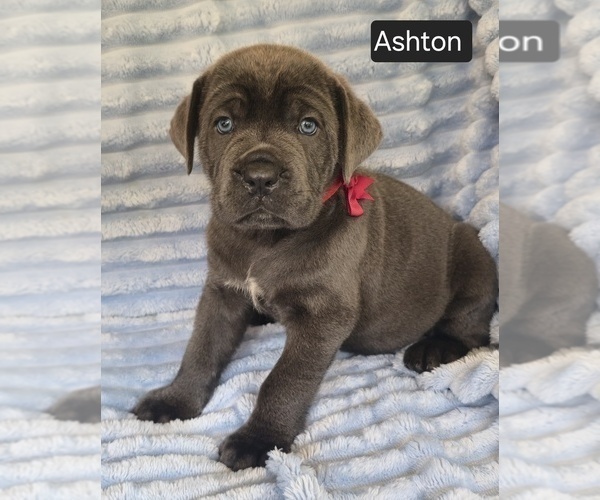 Medium Photo #5 Cane Corso Puppy For Sale in MINERAL WELLS, WV, USA