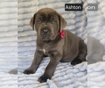 Small #4 Cane Corso