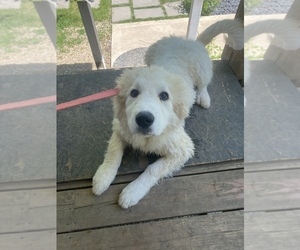 Great Pyrenees Puppy for sale in MONEE, IL, USA