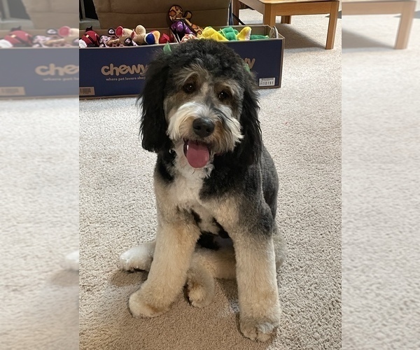 Medium Photo #1 Bernedoodle Puppy For Sale in PEYTON, CO, USA