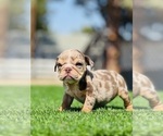 Small #9 English Bulldog