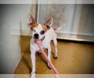Chihuahua Dogs for adoption in Orlando, FL, USA