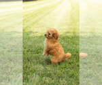 Small #2 Goldendoodle-Poodle (Miniature) Mix