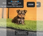 Image preview for Ad Listing. Nickname: Kaliber
