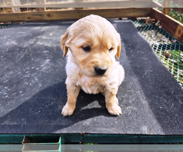 Medium Photo #1 Golden Retriever Puppy For Sale in LEON, KS, USA