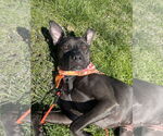 Small #8 American Pit Bull Terrier Mix