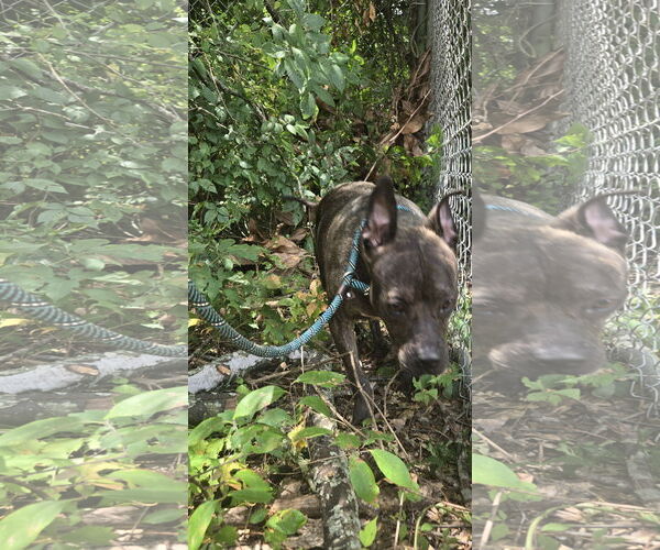 Medium Photo #2 American Staffordshire Terrier-Unknown Mix Puppy For Sale in Jackson, MS, USA