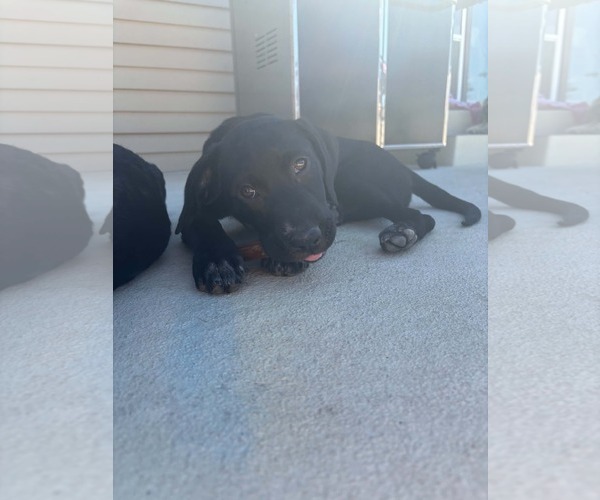 Medium Photo #2 Labrador Retriever-Unknown Mix Puppy For Sale in Sandy, UT, USA