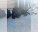 Small #1 Labrador Retriever Mix