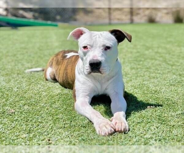 Medium Photo #2 Mutt Puppy For Sale in Santa Cruz, CA, USA