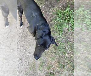 Labrador Retriever Dogs for adoption in San Antonio, TX, USA