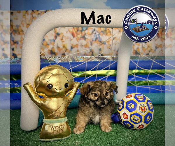 Medium Photo #4 Chihuahua-Unknown Mix Puppy For Sale in Arcadia, FL, USA