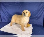 Small #1 Golden Retriever