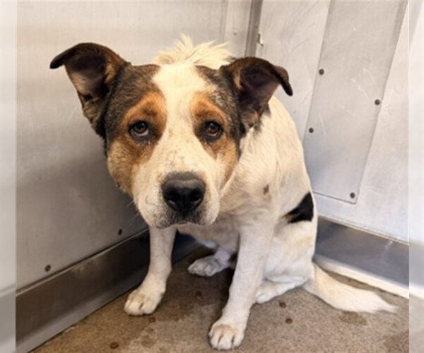 Medium Photo #1 German Shepherd Dog-Unknown Mix Puppy For Sale in San Bernardino, CA, USA