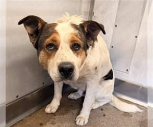 German Shepherd Dog-Unknown Mix Dogs for adoption in San Bernardino, CA, USA