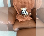 Small #3 Chihuahua Mix
