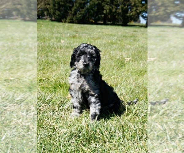 Medium Photo #2 Aussiedoodle Puppy For Sale in NORTH EAST, MD, USA