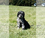 Small Photo #2 Aussiedoodle Puppy For Sale in NORTH EAST, MD, USA