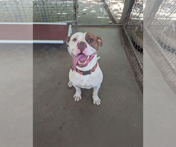 Medium Photo #1 Mutt Puppy For Sale in McCormick, SC, USA